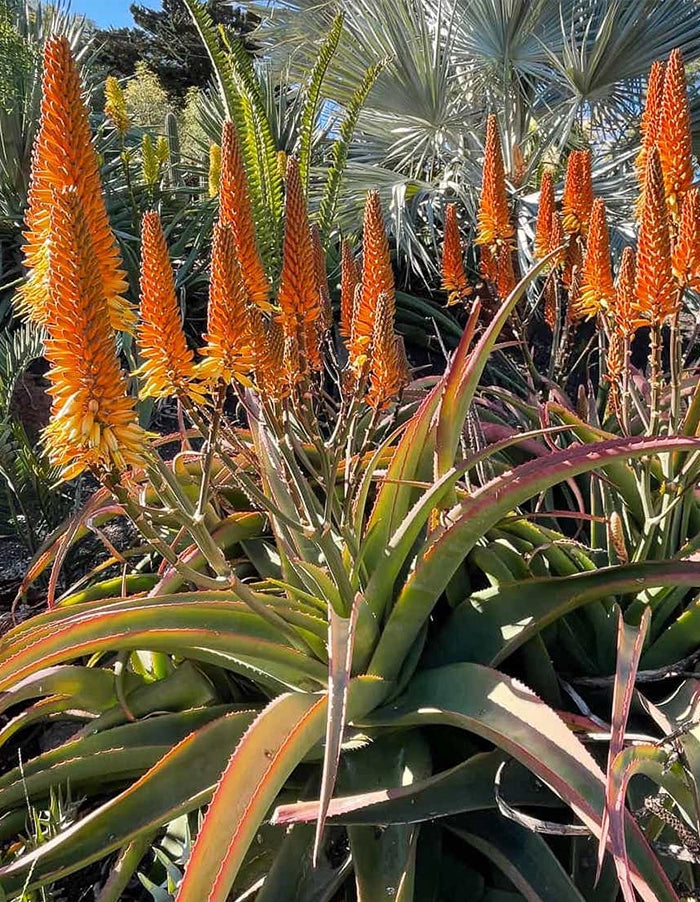 Aloe thraskii 70 litre