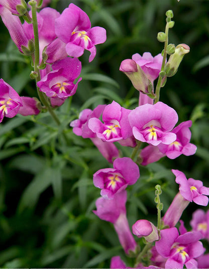 Antirrhinum pink