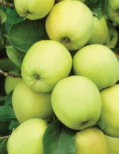 Apple - Golden Delicious