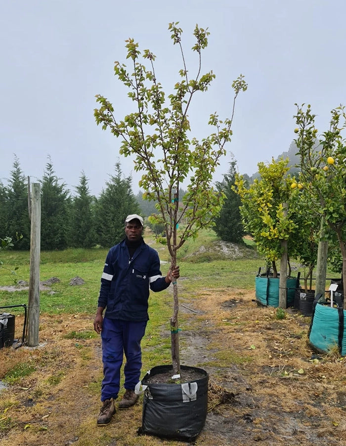 Apricot - Saldonne 70 litre