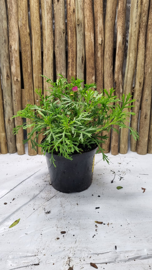 Argyranthemum Dwarf Pink Pom Pom - 15cm