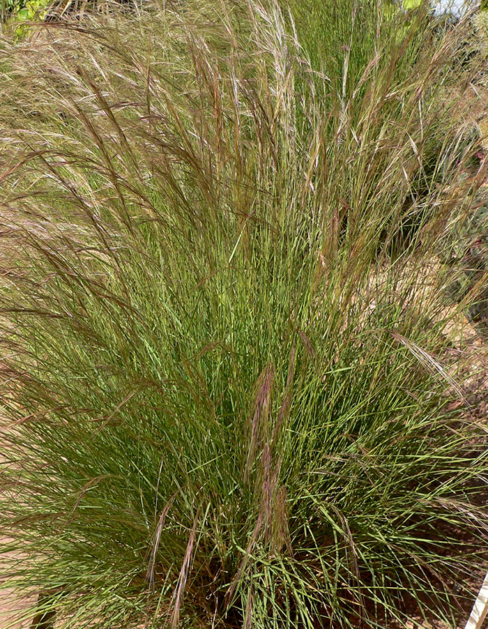 Aristida junciformis