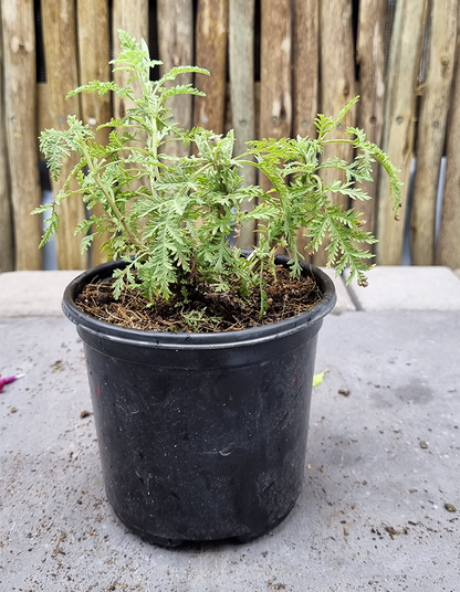 Artemisia afra