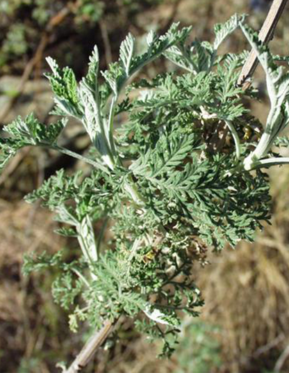 Artemisia afra