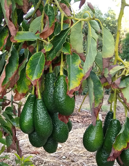 Avocado - Pinkerton (pebbly, green skin)