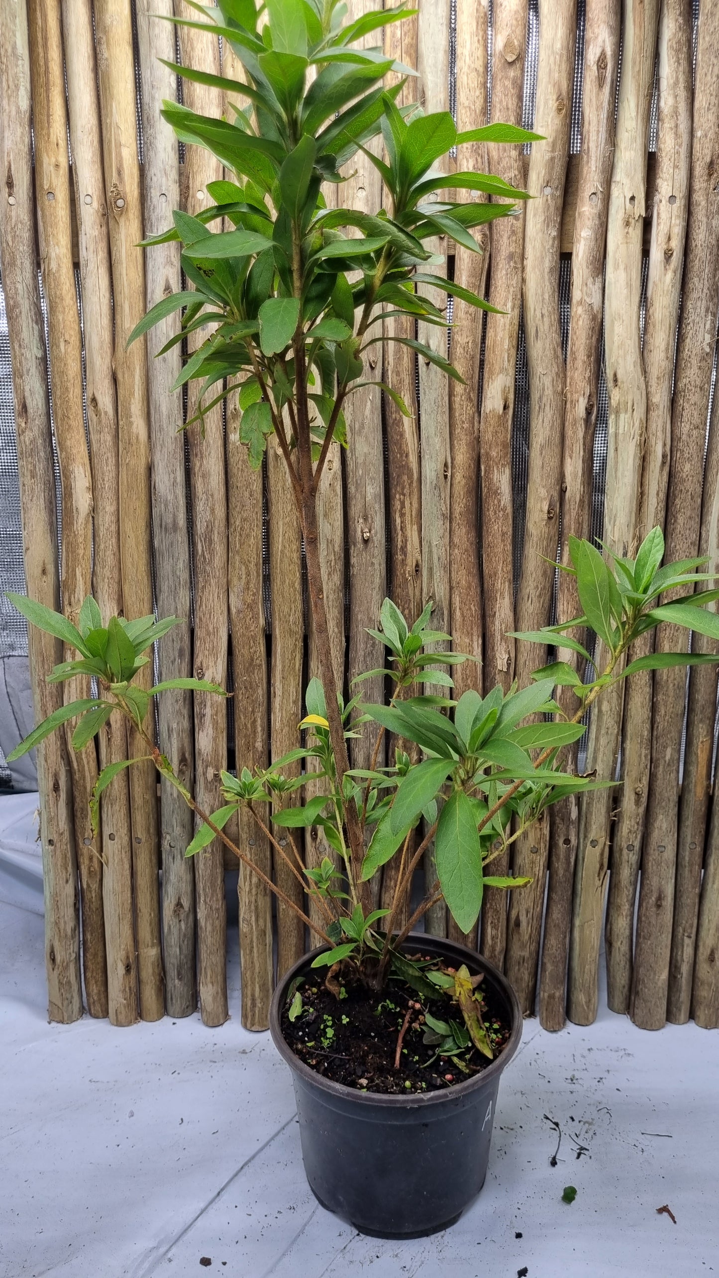 Azalea Magenta - 19cm pot