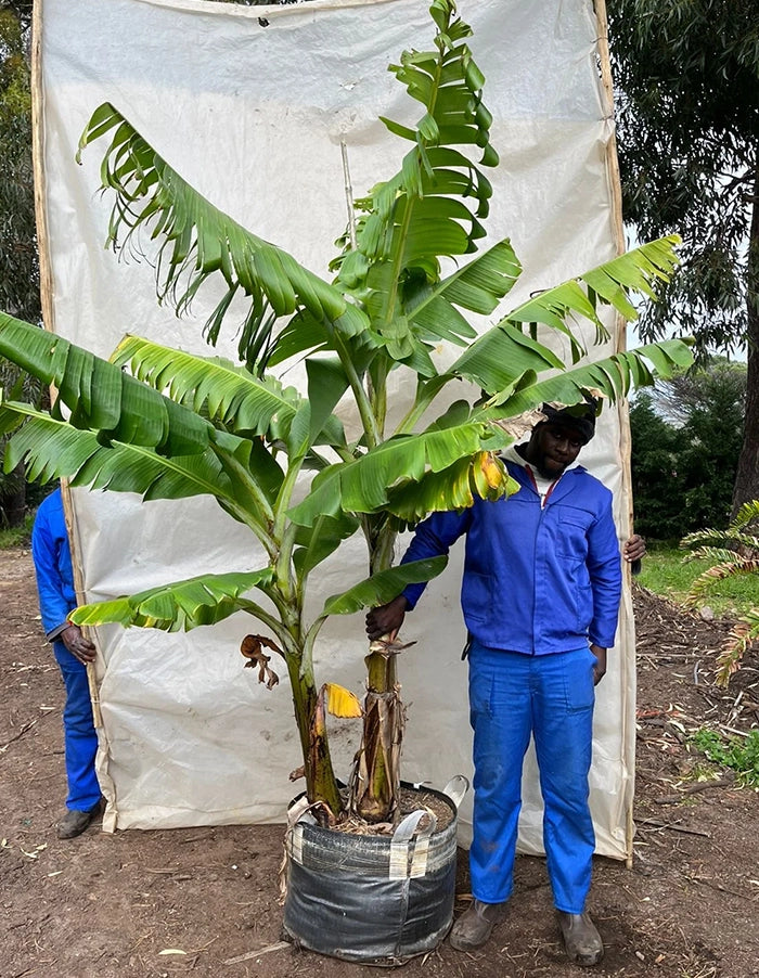 Banana 'Williams' 70 litre