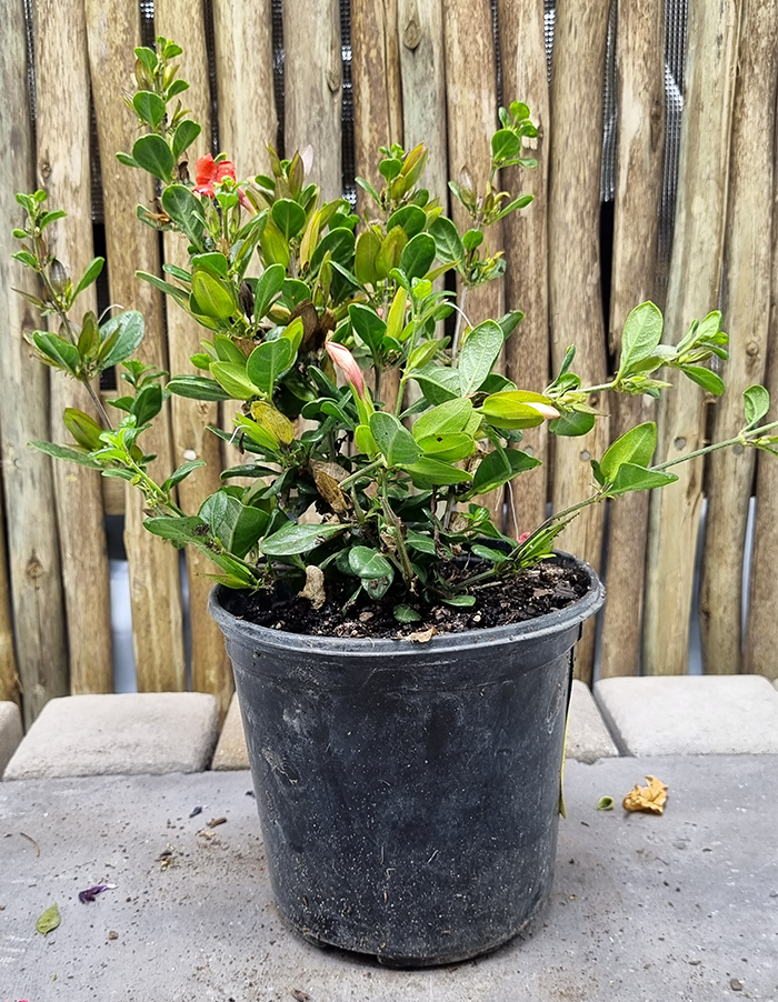 Barleria repens - pink - 15cm