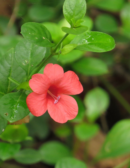 Barleria repens - pink - 15cm