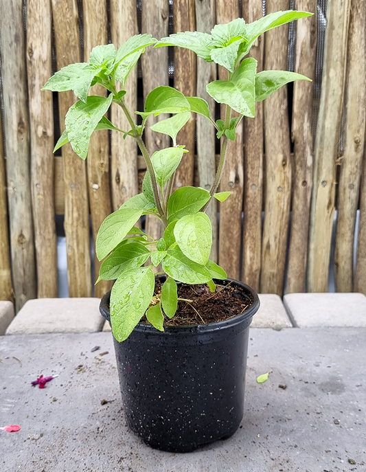 Basil Perennial