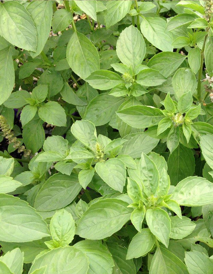 Basil Perennial