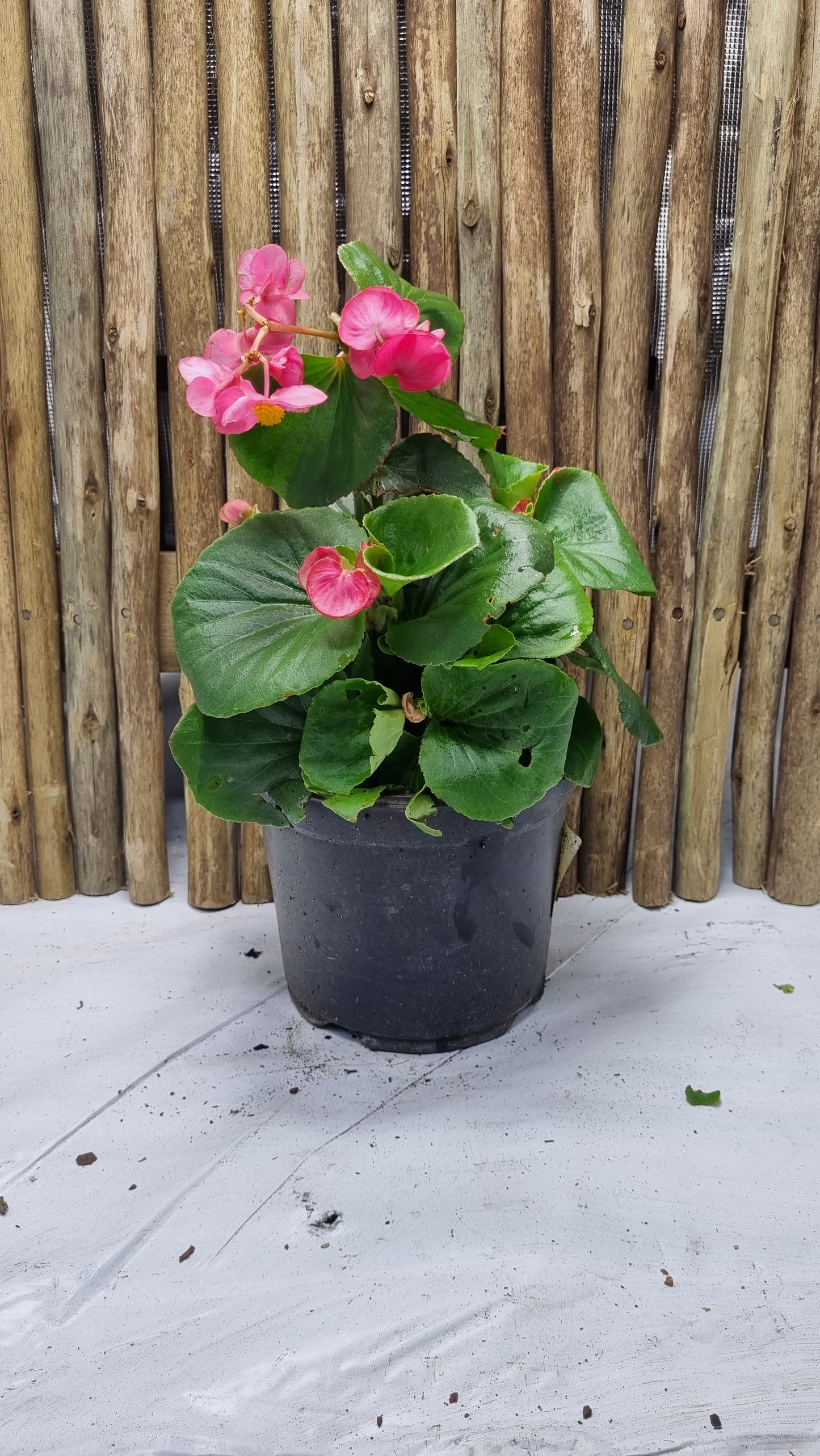 Begonia Top Hat -pink- 19cm pot