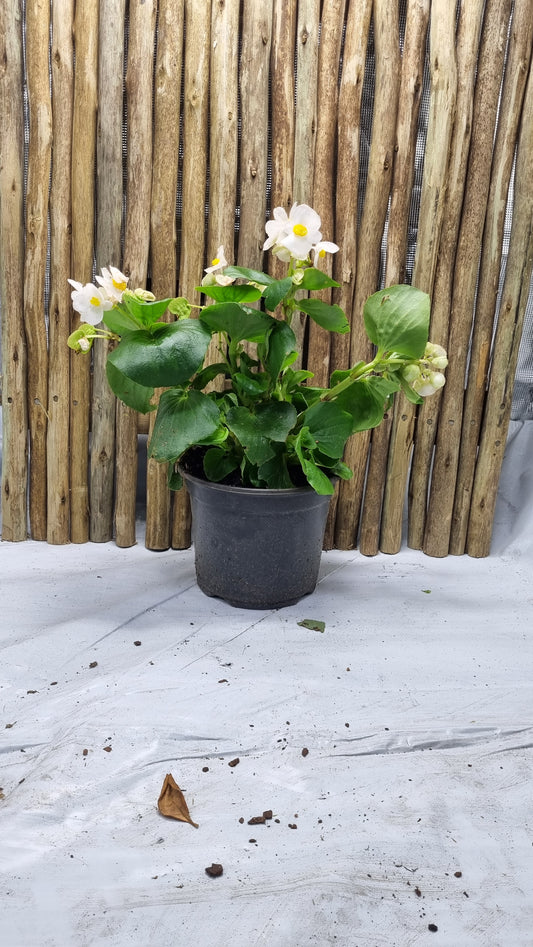 Begonia Top Hat - green leaf white flower - 19cm