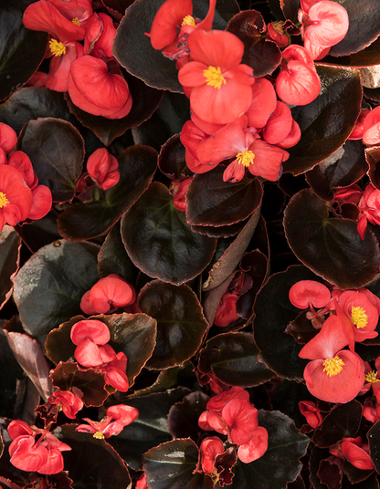 Begonia