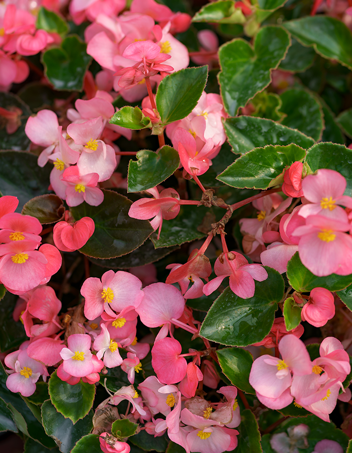 Begonia