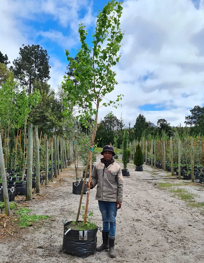 Betula pendula alba 70 litre