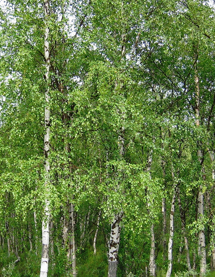 Betula pendula alba 70 litre