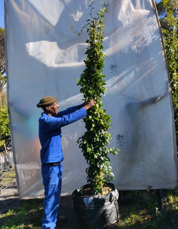 Bougainvillea 'Alba' (white) - 70litre