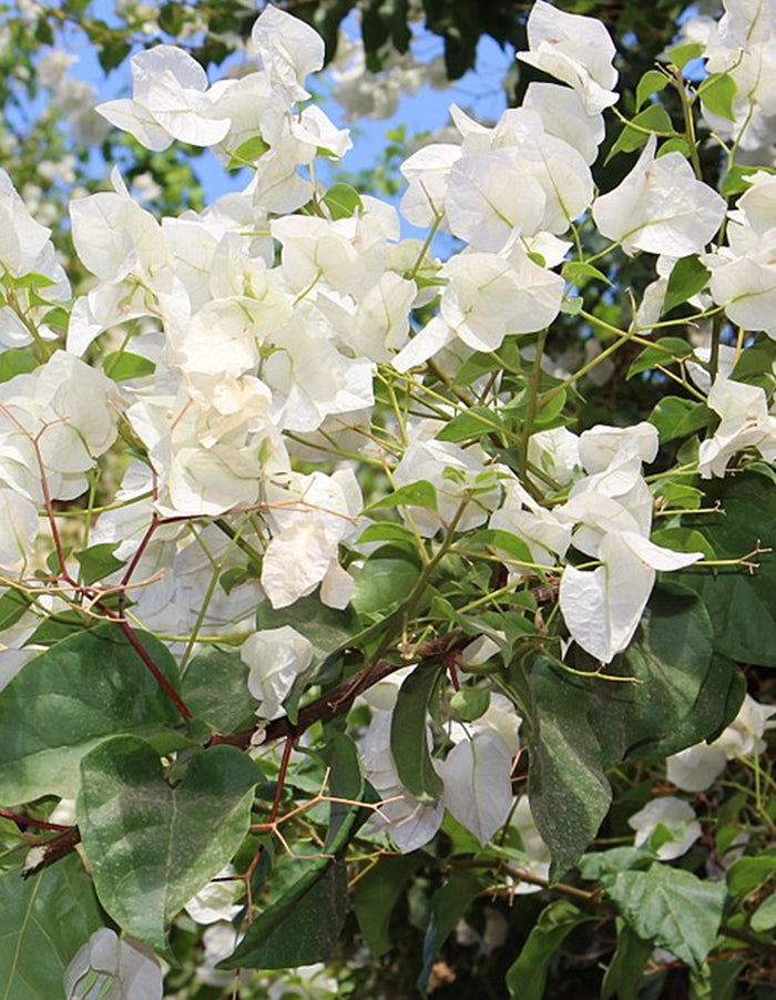 Bougainvillea 'Alba' (white) - 70litre