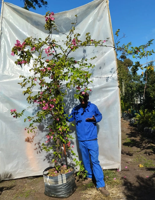 Bougainvillea 'Blondie' (orange gold-fades to pink) - 70 litre