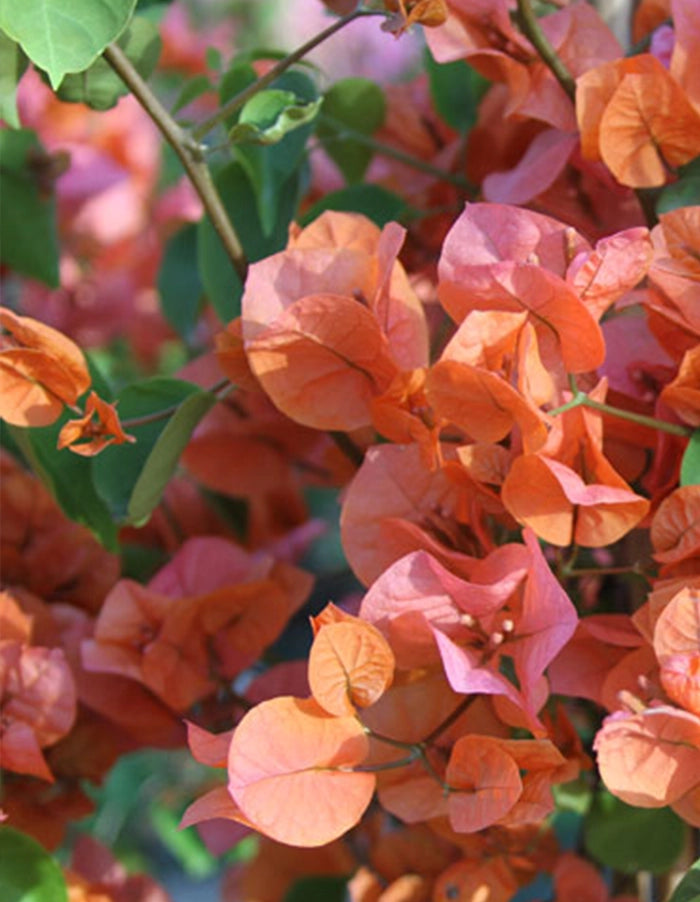 Bougainvillea 'Blondie' (orange gold-fades to pink) - 70 litre