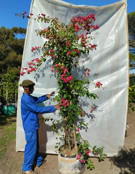 Bougainvillea 'Brilliant' (single dark orange to red) - 70 litre