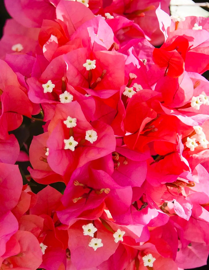 Bougainvillea 'Brilliant' (single dark orange to red) - 70 litre