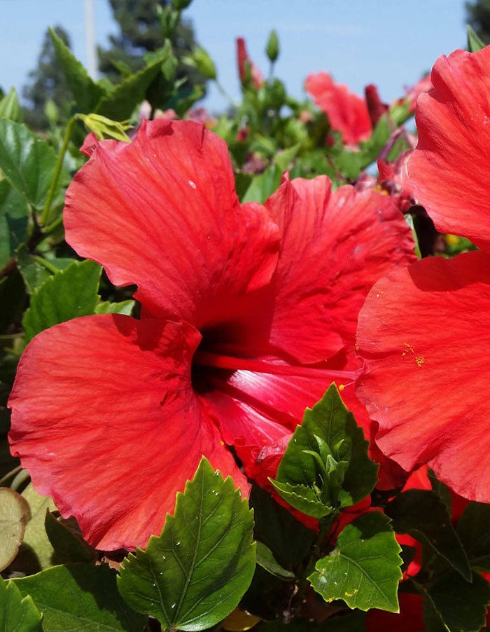 Hibiscus rosa-sinensis 'Brilliant' 