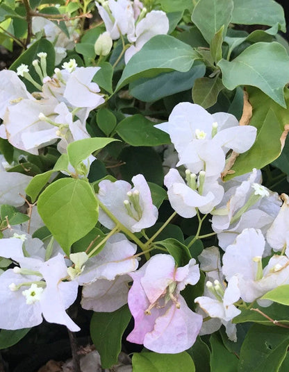 Bougainvillea 'Coconut Ice' (single white and pink) - 70 litre