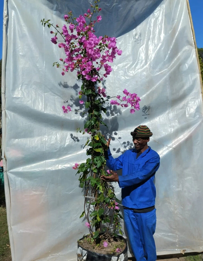 Bougainvillea 'Donyo' (single bright pink) - 70 litre