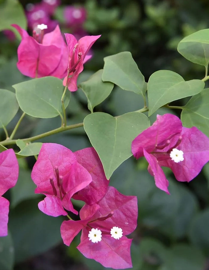 Bougainvillea 'Donyo' (single bright pink) - 70 litre