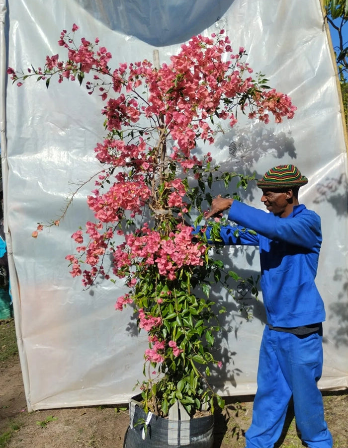 Bougainvillea 'Gladys Hepburn' (rose pink) - 70 litre