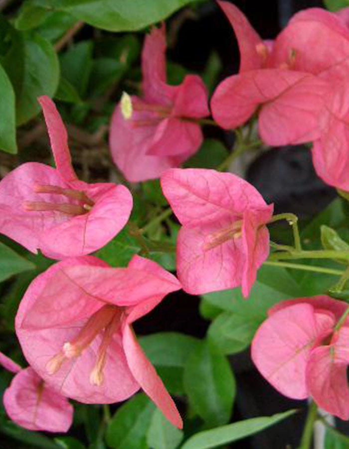 Bougainvillea 'Gladys Hepburn' (rose pink) - 70 litre