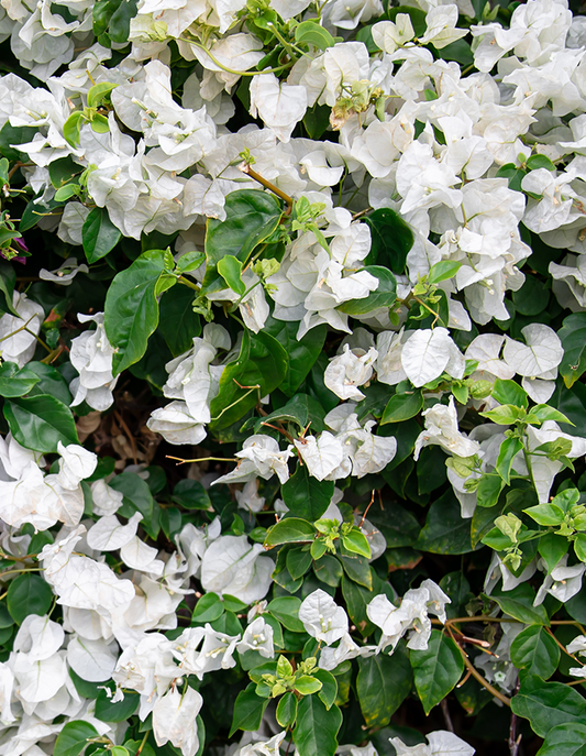 Bougainvillea