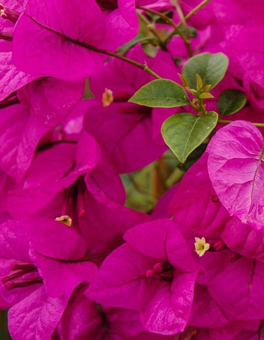 Bougainvillea 'Killie Campbell' - 70 litre