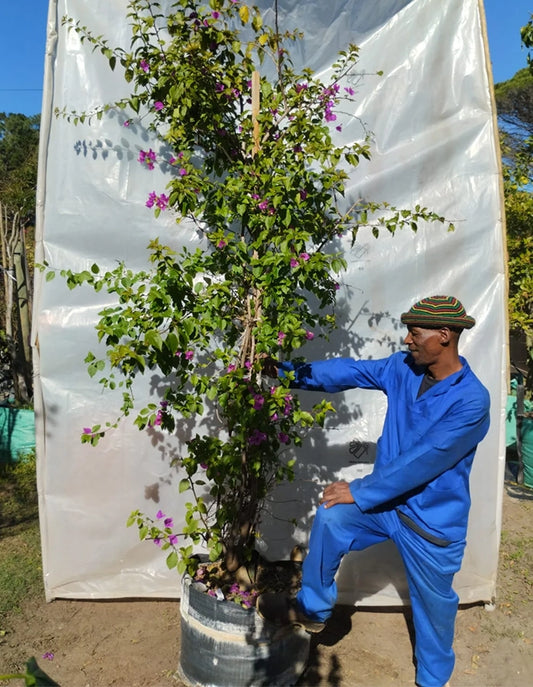 Bougainvillea 'Magnifica' - 70 litre