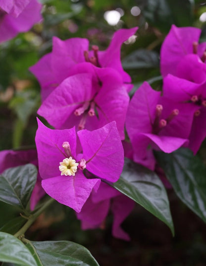 Bougainvillea 'Magnifica' - 70 litre