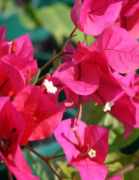 Bougainvillea 'Scarlet O'Hara' (red) - 70 litre