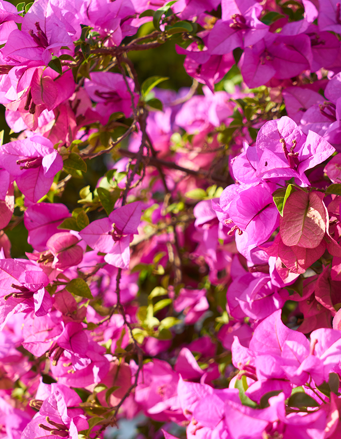 Bougainvillea