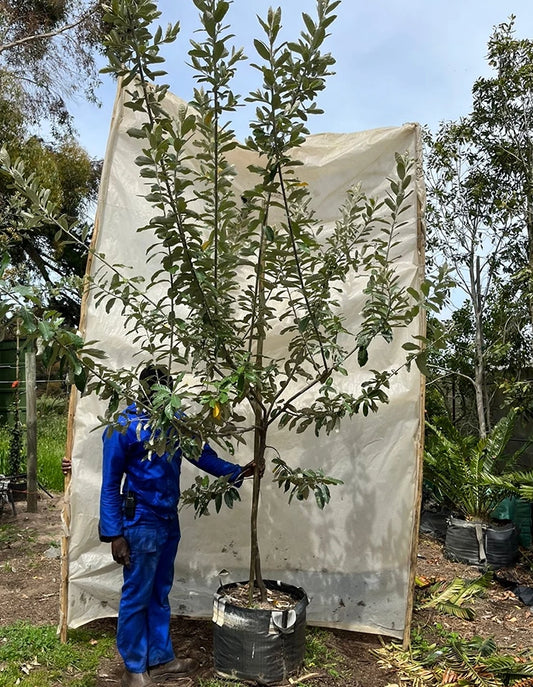 Brachylaena discolor - 70 litre