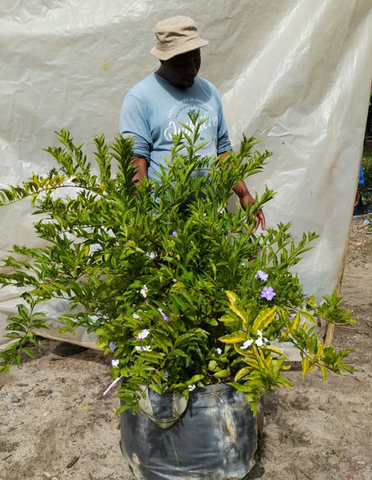 Brunfelsia pauciflora 'Floribunda' - 70 litre