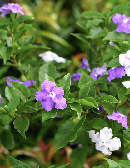 Brunfelsia pauciflora 'Floribunda' - 70 litre
