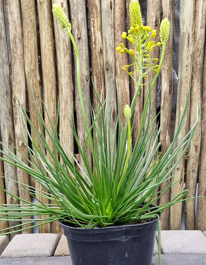 Bulbine abyssinica