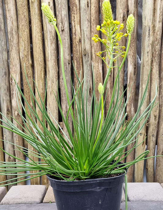 Bulbine abyssinica