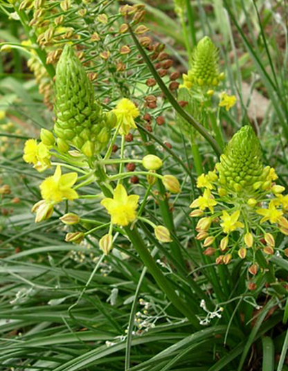 Bulbine abyssinica