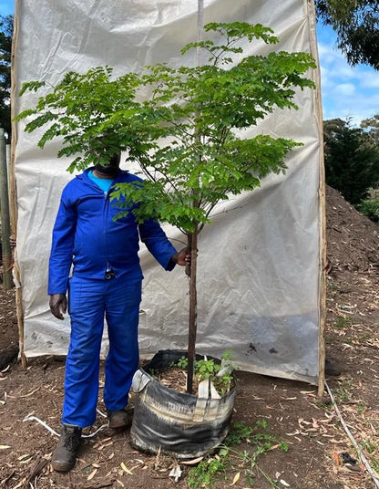 Caesalpinia ferrea - 70 litre