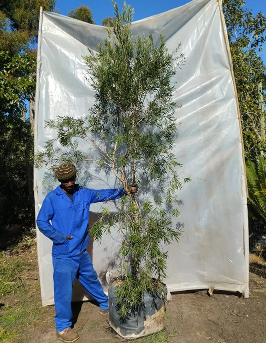 Callistemon 'Endeavour' - 70 litre