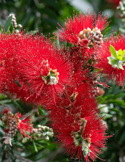 Callistemon 'Endeavour' - 70 litre