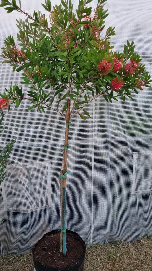 Callistemon Endeavor - Std