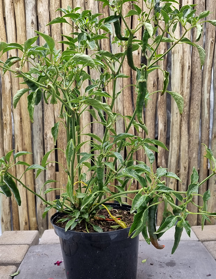 Capsicum 'Cayenne Red'